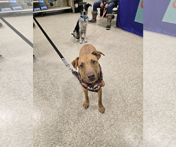 Medium Photo #4 American Pit Bull Terrier-Labrador Retriever Mix Puppy For Sale in Minneapolis, MN, USA