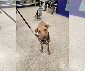 Gummi Bear - Male American Pit Bull Terrier-Labrador Retriever Mix Dog for Adoption - Photo #4