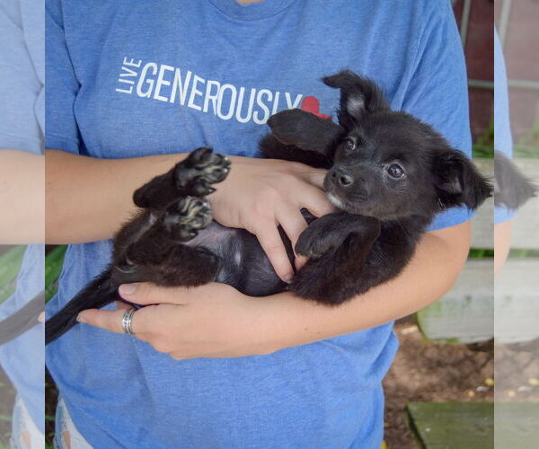 Medium Photo #4 Chiranian Puppy For Sale in Huntley, IL, USA
