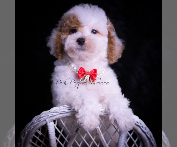 Medium Photo #88 Maltipoo (Miniature) Puppy For Sale in WARSAW, IN, USA