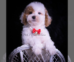 Small Photo #88 Maltipoo (Miniature) Puppy For Sale in WARSAW, IN, USA