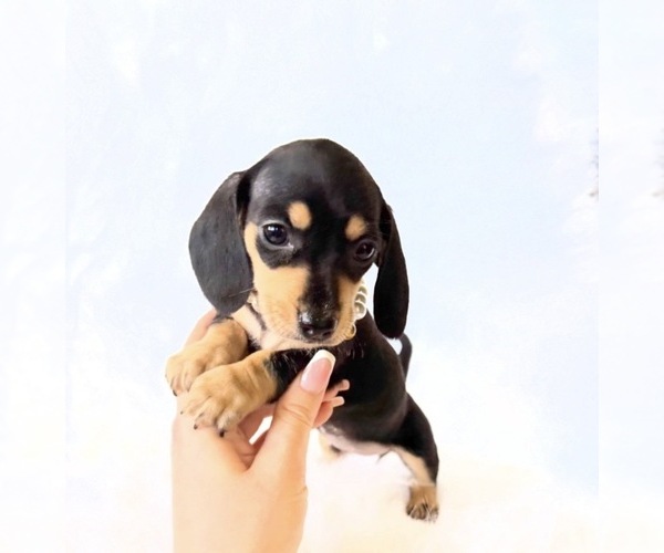 Medium Photo #10 Dachshund Puppy For Sale in DAVIS, CA, USA