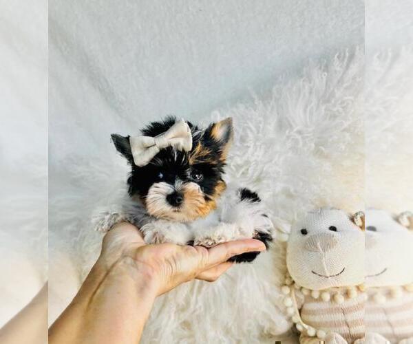 Medium Photo #20 Yorkshire Terrier Puppy For Sale in TAMPA, FL, USA