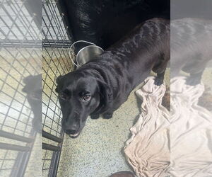 Labrador Retriever Dogs for adoption in Osgood, IN, USA