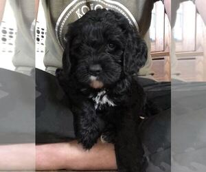 Cavapoo-Poodle (Standard) Mix Puppy for sale in KOKOMO, IN, USA