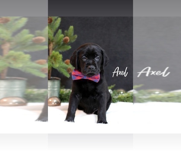 Medium Photo #1 Goldendoodle-Labrador Retriever Mix Puppy For Sale in MILLERSBURG, OH, USA