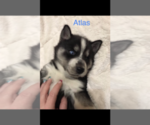 Small Photo #23 Siberian Husky Puppy For Sale in WASHBURN, WI, USA