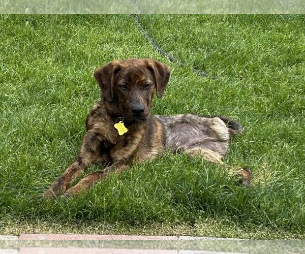 Medium Photo #6 Plott Hound Puppy For Sale in Sandy, UT, USA