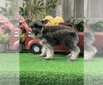 Small #2 Schnauzer (Miniature)