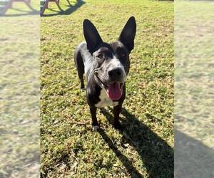 SHELLY - Female Mutt Dog for Adoption - Photo #3