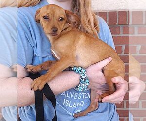 Trisha - Female Chihuahua-Unknown Mix Dog for Adoption - Photo #2