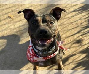 Mutt Dogs for adoption in Tulsa, OK, USA