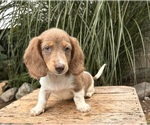 Image preview for Ad Listing. Nickname: Izzy Rose