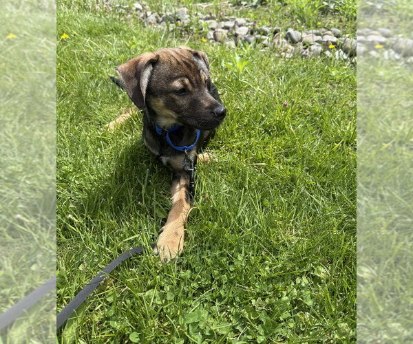 Medium Photo #7 Mutt Puppy For Sale in Brewster, NY, USA