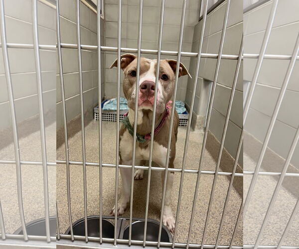 Medium Photo #7 American Pit Bull Terrier-Unknown Mix Puppy For Sale in Virginia Beach, VA, USA