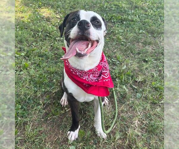 Medium Photo #1 American Bulldog-Unknown Mix Puppy For Sale in Murfreesboro, TN, USA