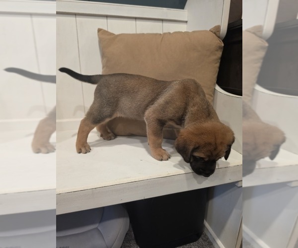 Medium Photo #1 Anatolian Shepherd-English Mastweiler Mix Puppy For Sale in IRWIN, PA, USA