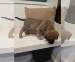 Puppy Bertha Anatolian Shepherd-English Mastweiler Mix