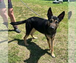 Small #2 German Shepherd Dog Mix