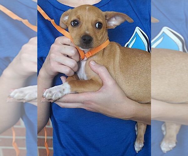 Medium Photo #2 Chihuahua-Unknown Mix Puppy For Sale in Carrollton, TX, USA