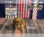 Small #1 Cavalier King Charles Spaniel