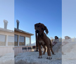 Small Photo #57 Rhodesian Ridgeback Puppy For Sale in MORONGO VALLEY, CA, USA