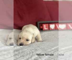 Labrador Retriever Puppy for sale in INVERNESS, FL, USA