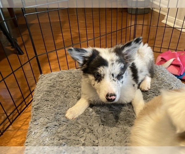 Medium Photo #18 Border Collie Puppy For Sale in CHULA VISTA, CA, USA