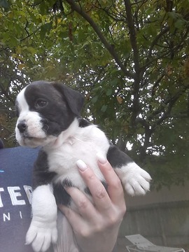 Medium Photo #2 Boxer Puppy For Sale in KENNEWICK, WA, USA