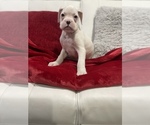 Small Photo #6 Boxer Puppy For Sale in OAK LAWN, IL, USA