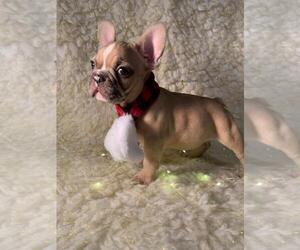 French Bulldog Puppy for sale in BOSTON, MA, USA
