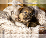 Puppy Winnie German Shepherd Dog-Siberian Husky Mix