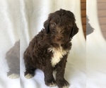 Small Aussiedoodle-Poodle (Standard) Mix
