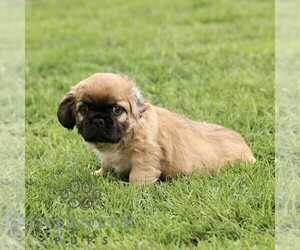 French Bulldog Puppy for sale in RONKS, PA, USA