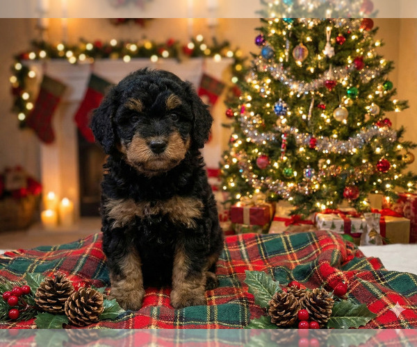 Medium Photo #1 Goldendoodle (Miniature) Puppy For Sale in DUBLIN, TX, USA