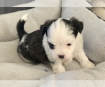 Small Photo #7 Zuchon Puppy For Sale in CENTRAL SQUARE, NY, USA
