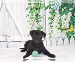 Small Mutt