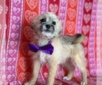 Small Photo #1 ShihPoo Puppy For Sale in LANCASTER, PA, USA