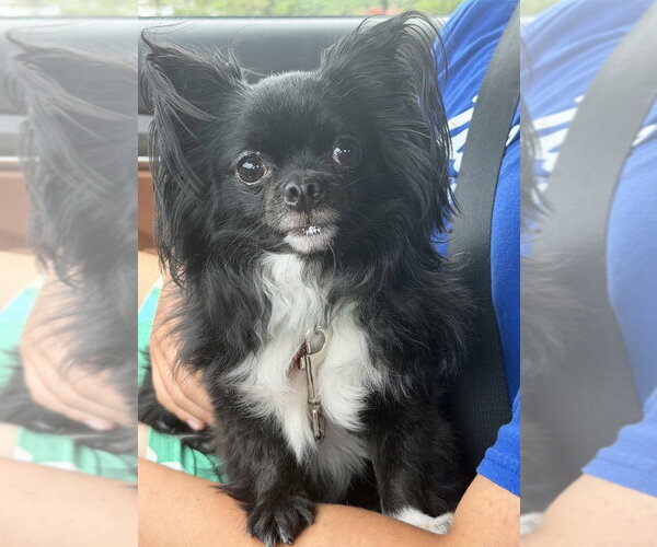 Medium Photo #3 Chion Puppy For Sale in Springdale, PA, USA