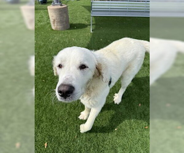 Medium Photo #12 Great Pyrenees Puppy For Sale in Spring, TX, USA