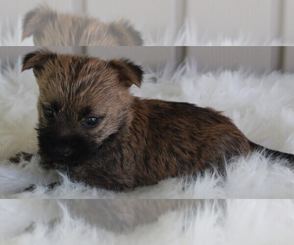Medium Photo #3 Cairn Terrier Puppy For Sale in FREDERICKSBURG, OH, USA