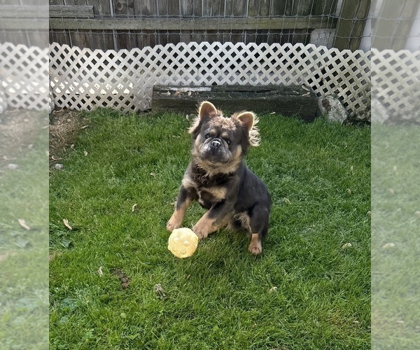 Medium Photo #1 French Bulldog Puppy For Sale in MIDDLEBURY, IN, USA