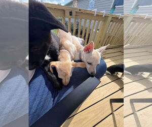 Chihuahua-Unknown Mix Dogs for adoption in Greensboro, NC, USA