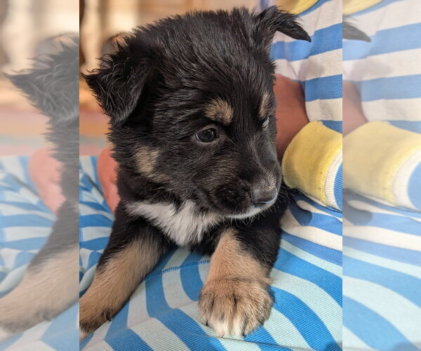 Medium Photo #3 Mutt Puppy For Sale in Pacifica, CA, USA