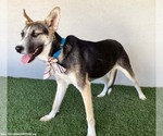 Small #11 Huskies  Mix