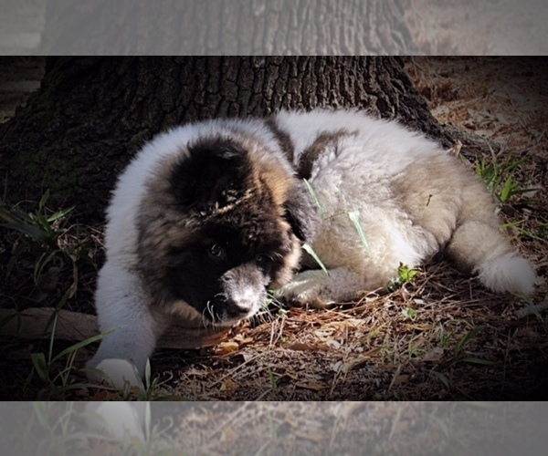 Full screen Photo #14 Akita Puppy For Sale in INGLIS, FL, USA