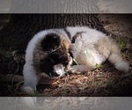 Small Photo #14 Akita Puppy For Sale in INGLIS, FL, USA