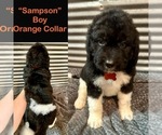 Puppy Sampson Saint Berdoodle
