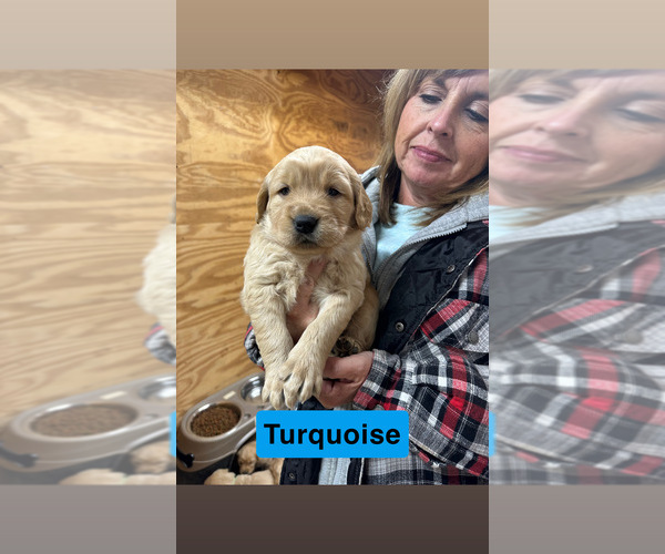 Medium Photo #4 Golden Retriever Puppy For Sale in FAYETTEVILLE, TN, USA