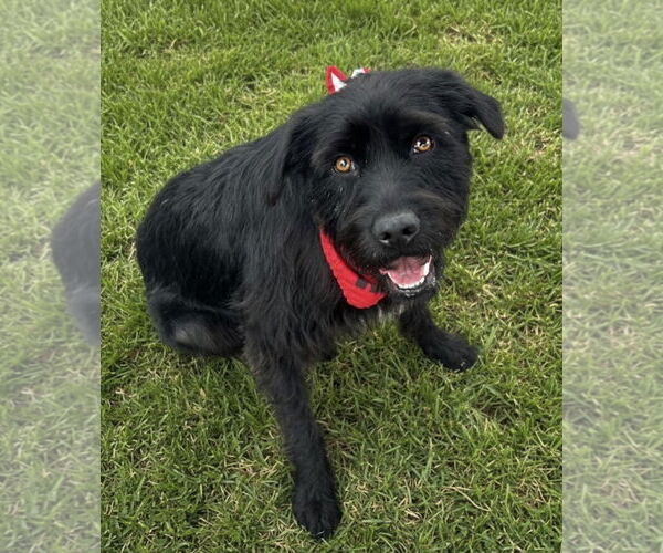 Medium Photo #1 German Wirehaired Pointer-Unknown Mix Puppy For Sale in Newport Beach, CA, USA